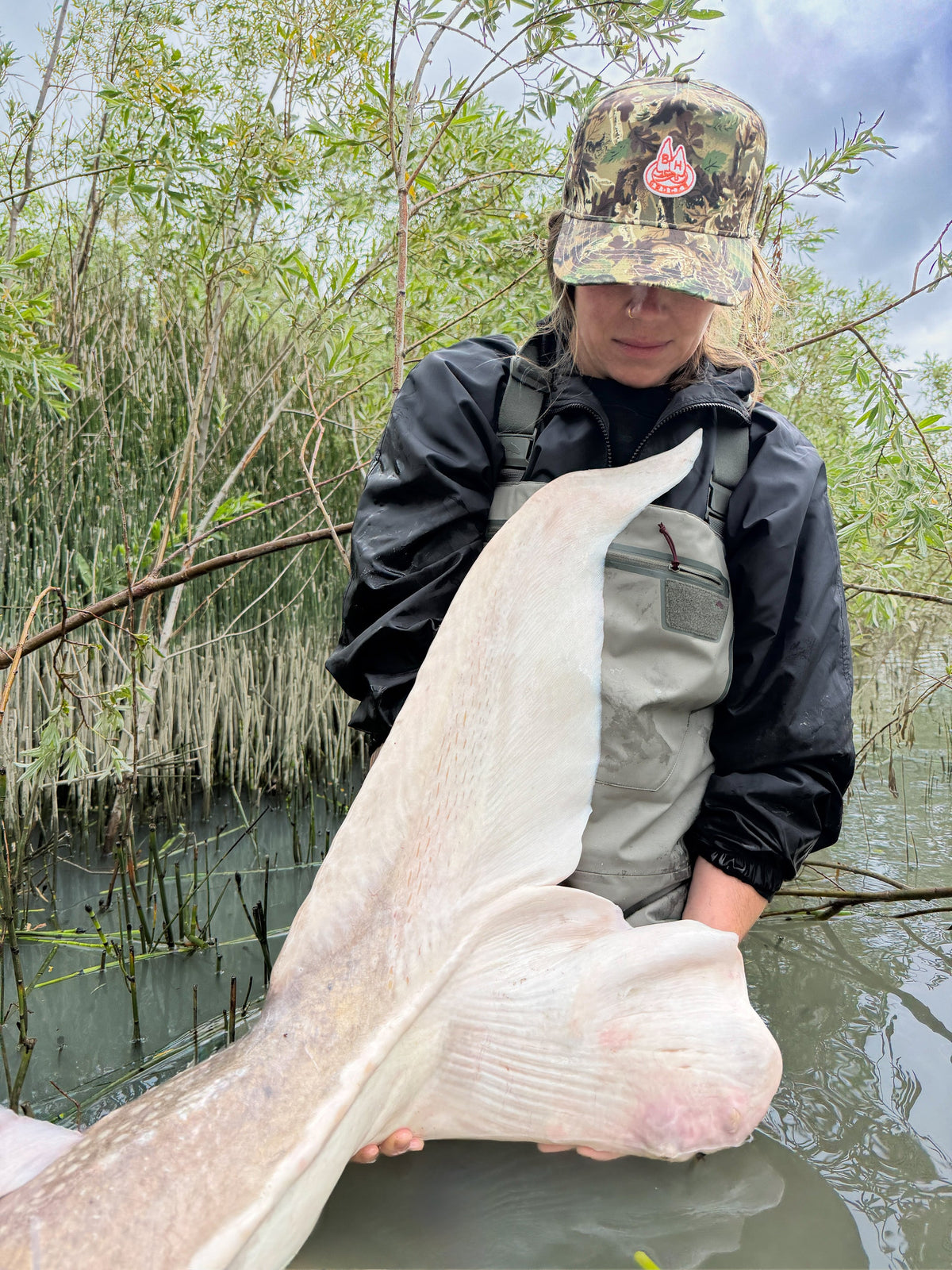 Another Giant Fraser River Sturgeon Landed, Tagged and Released by Sturgeon Slayers
