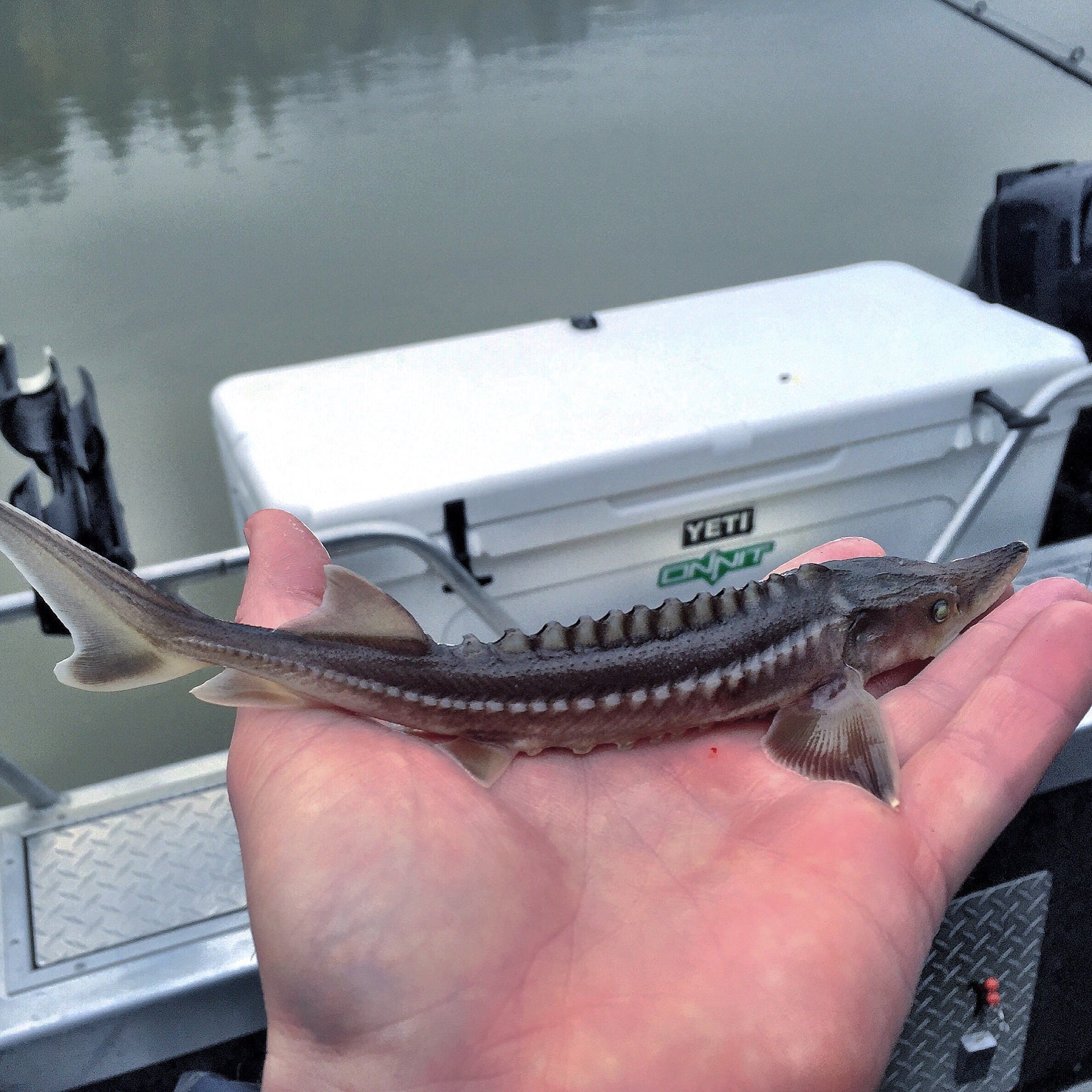 Wild Fish Conservation In British Columbia