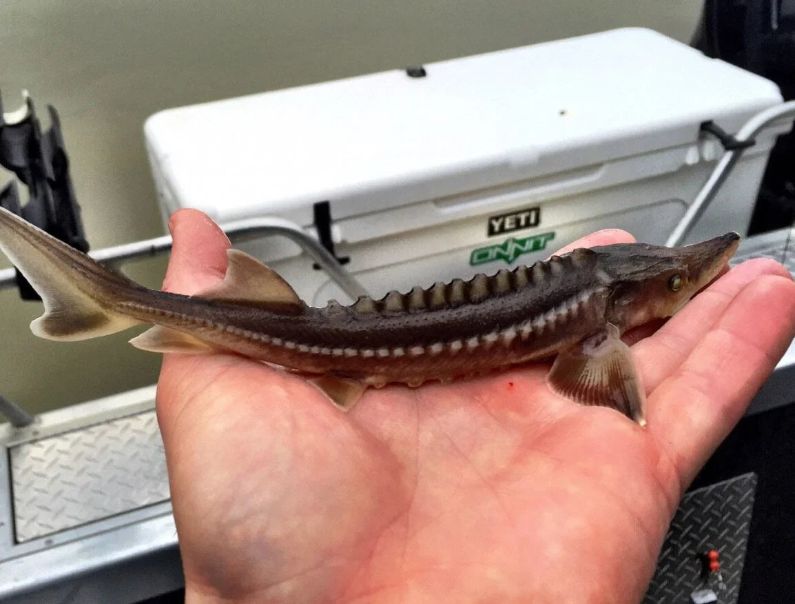Smallest Sturgeon We’ve Caught