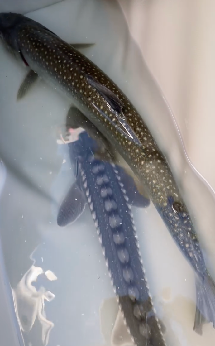 Two fish, one with a spotted pattern and the other with a blue and white striped pattern, on a light gray background.
