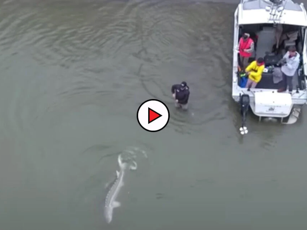 Person wading into water with a boat in the background. sturgeon fraser river.